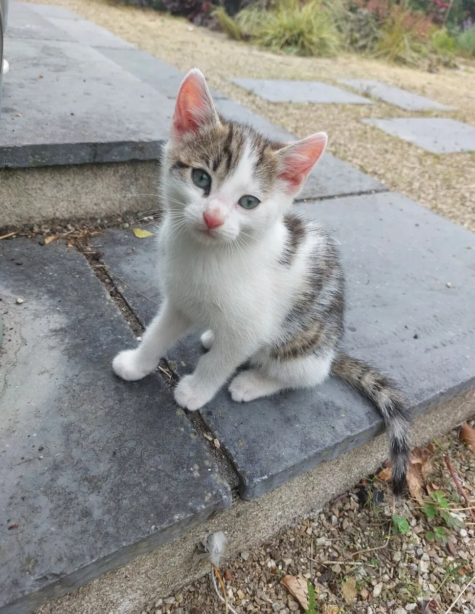 Kittens - Image 2