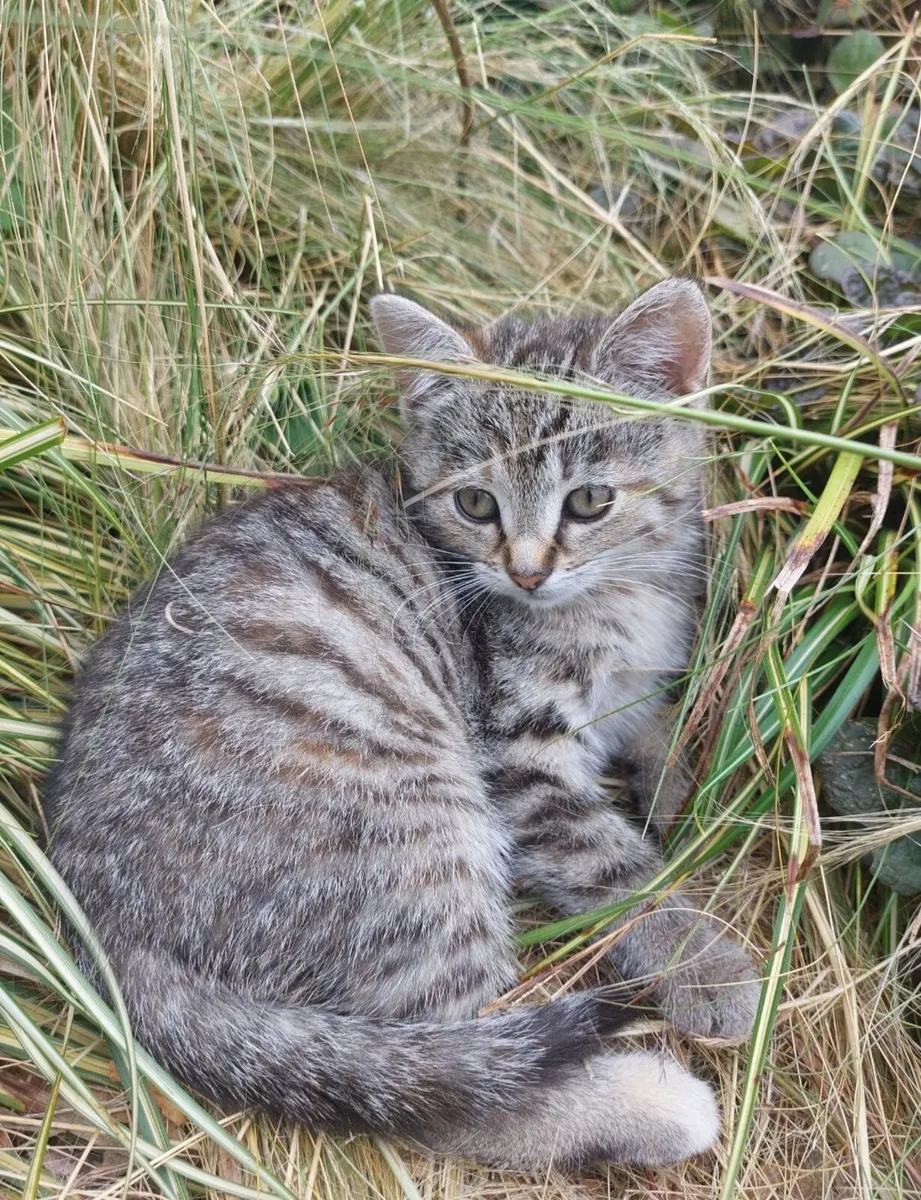 Kittens - Image 4