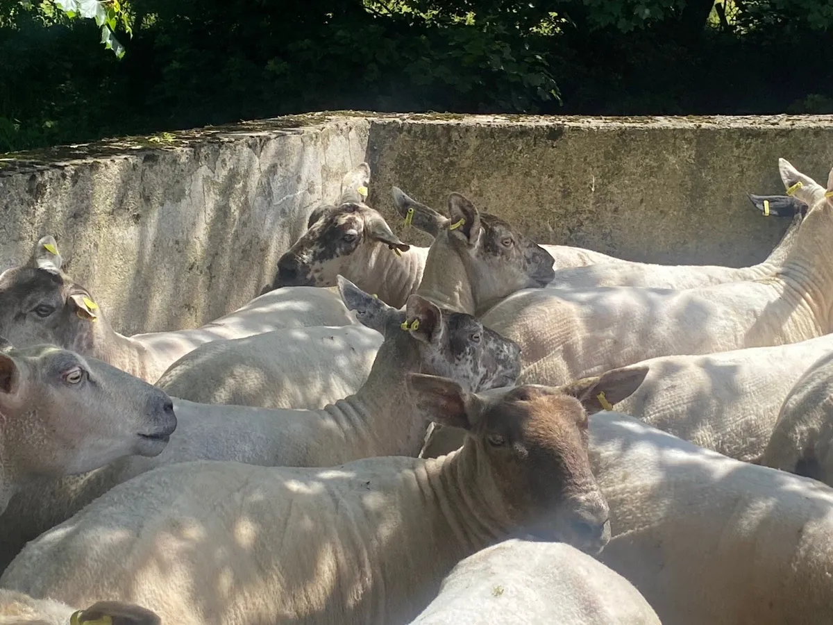 2yr old breeding ewes. - Image 2