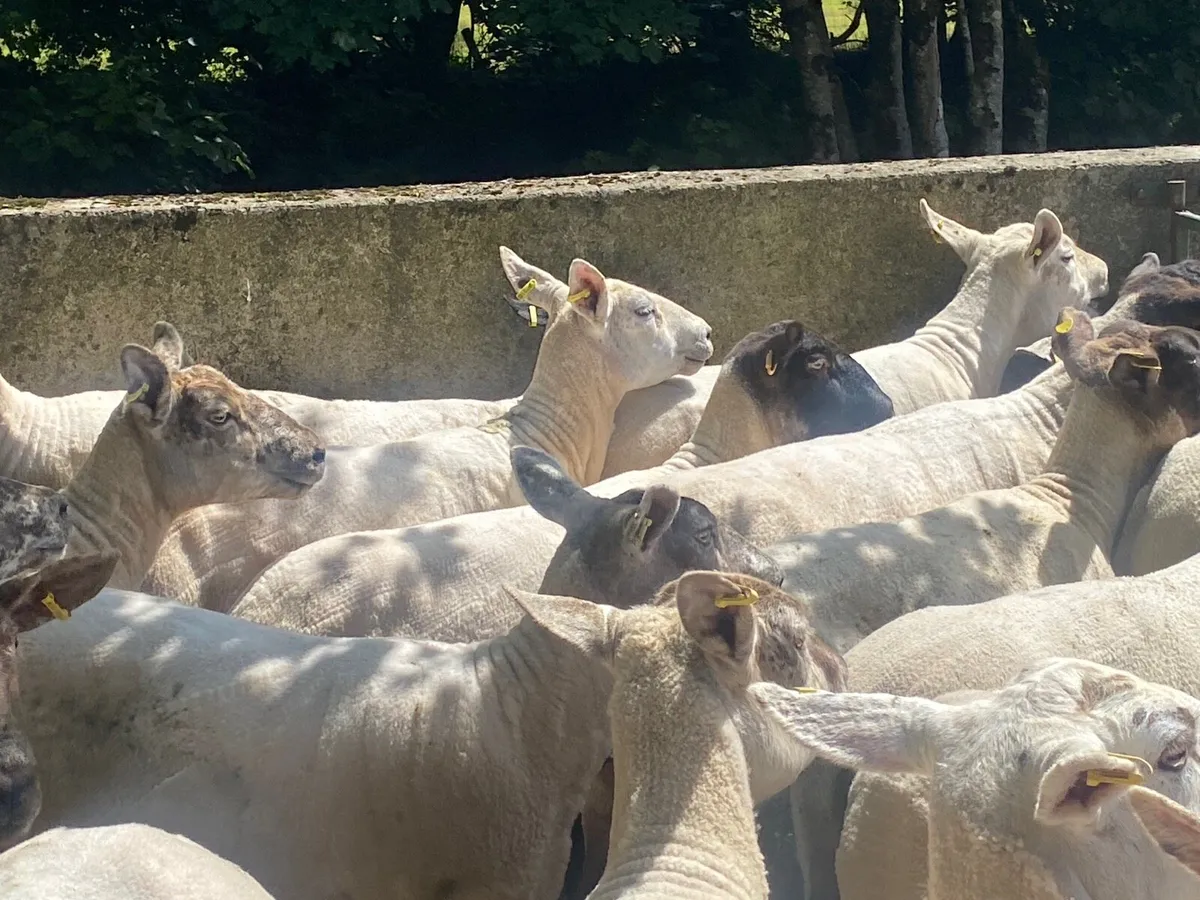 2yr old breeding ewes. - Image 3