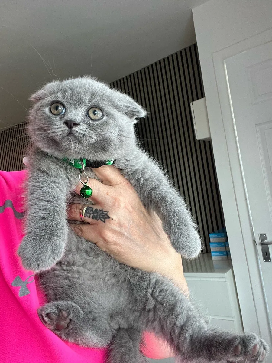 Beautiful British and Scottish fold boy ❤️🐈‍⬛🥰 - Image 1