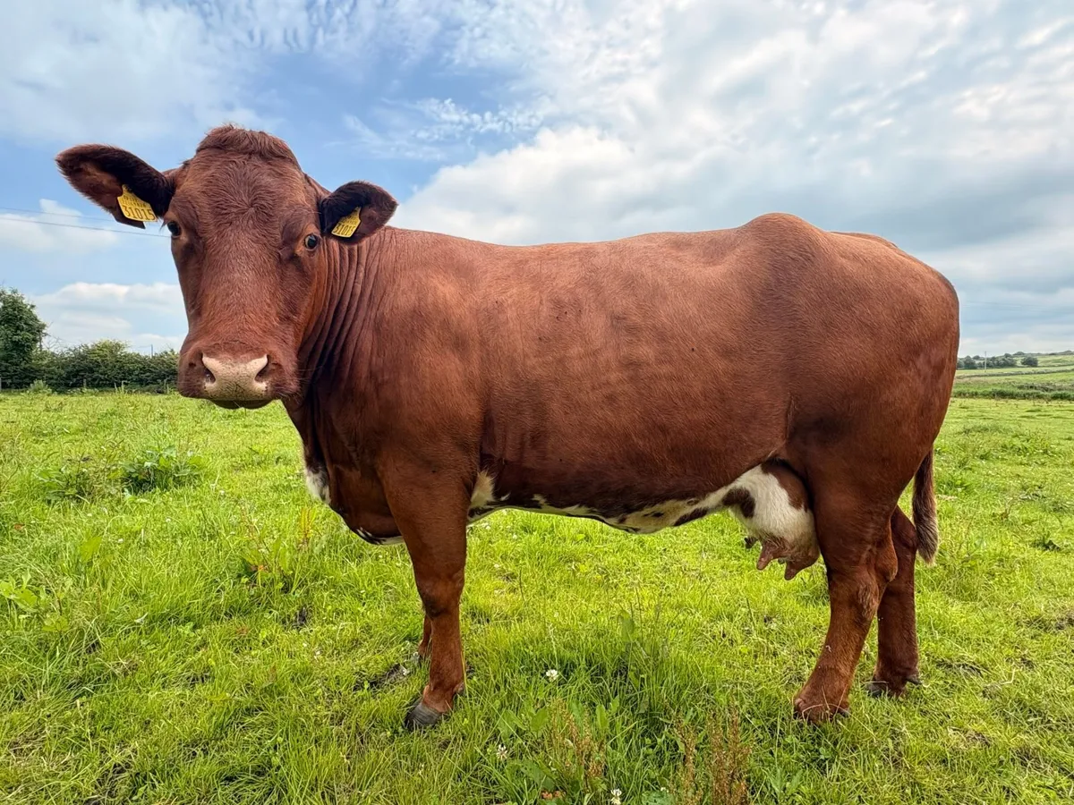 2 X Cow & Calf  - Castlerea Mart 25th June - Image 2