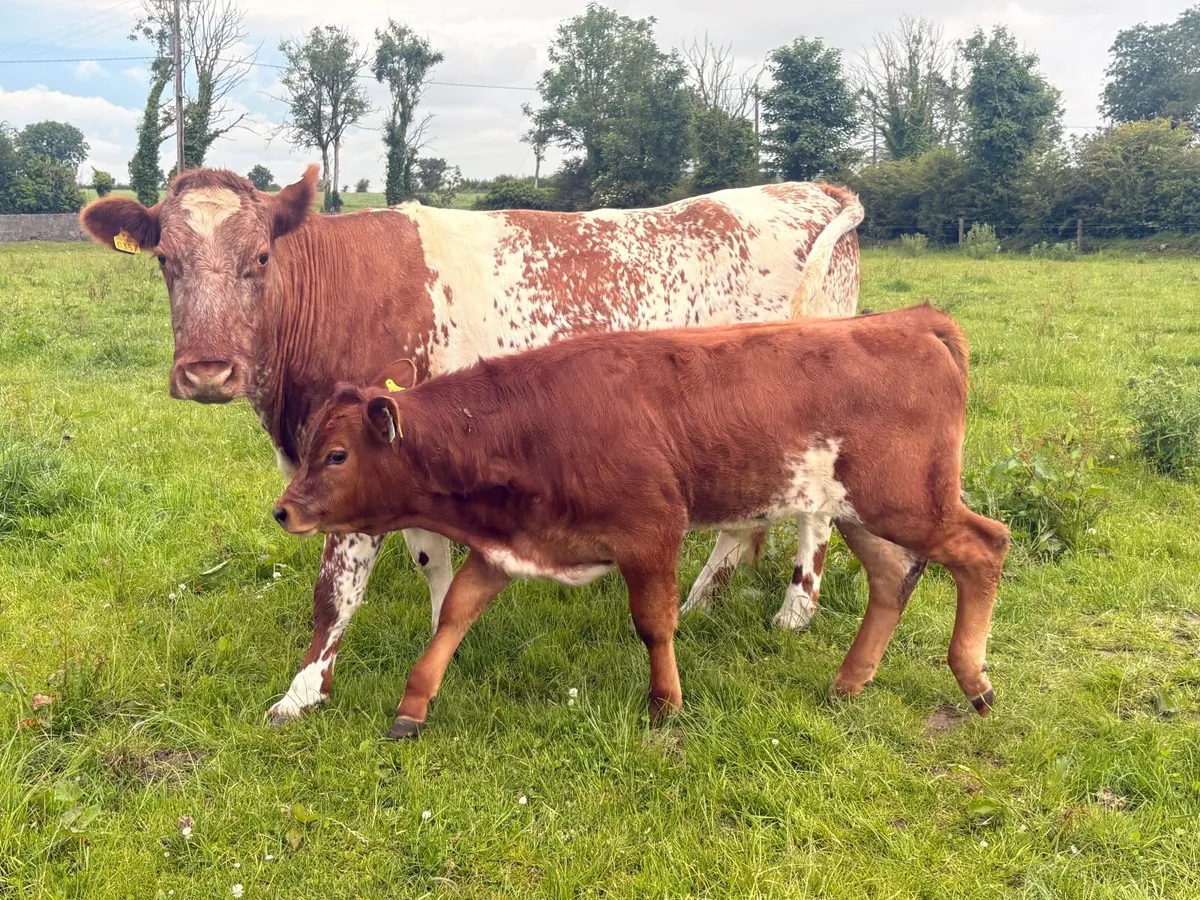 2 X Cow & Calf  - Castlerea Mart 25th June - Image 4
