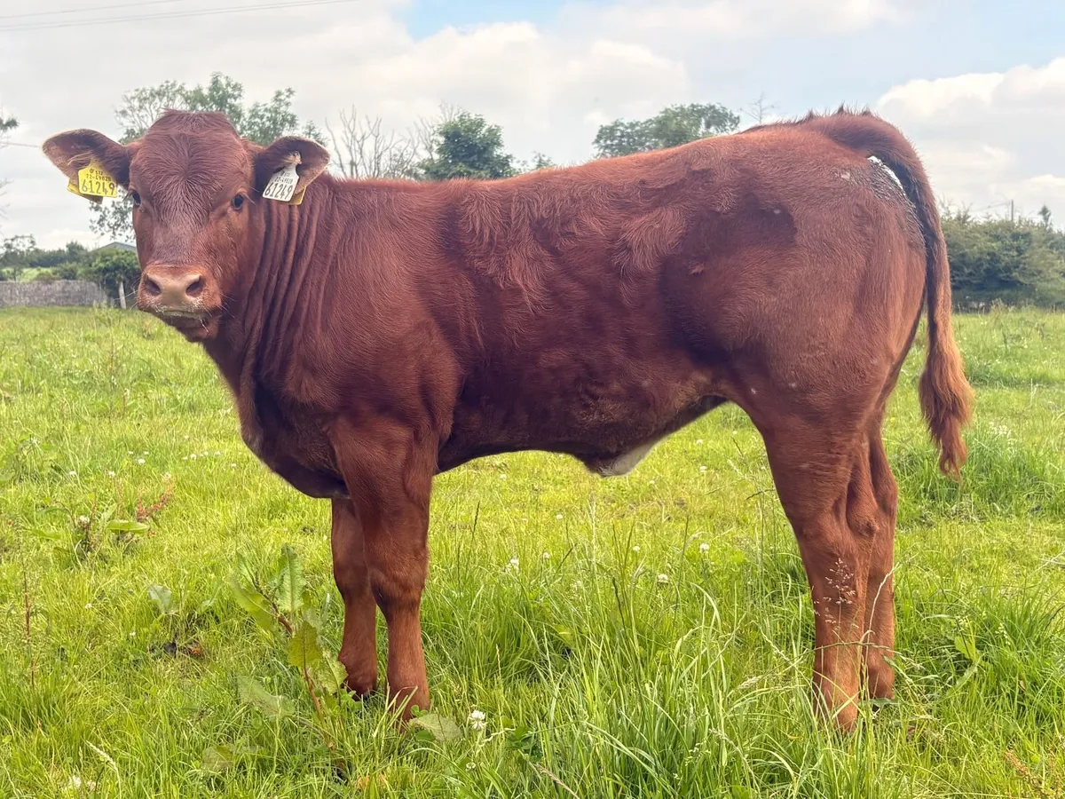 2 X Cow & Calf  - Castlerea Mart 25th June - Image 3
