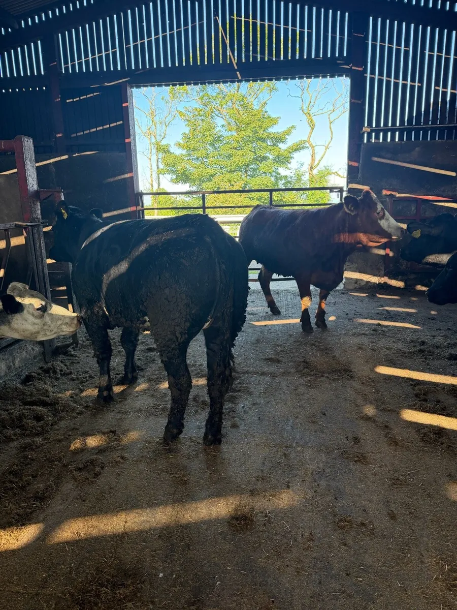 Breeding heifers - Image 3