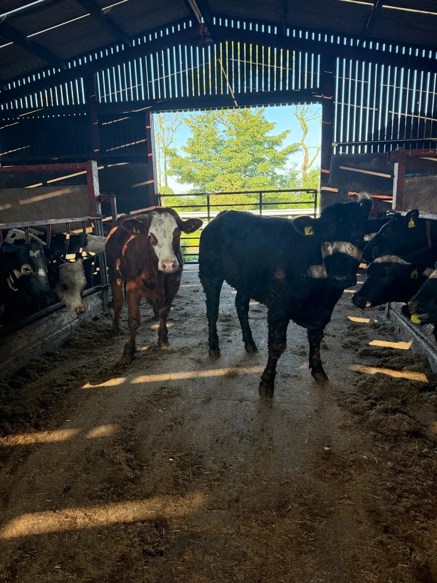 Breeding heifers - Image 1