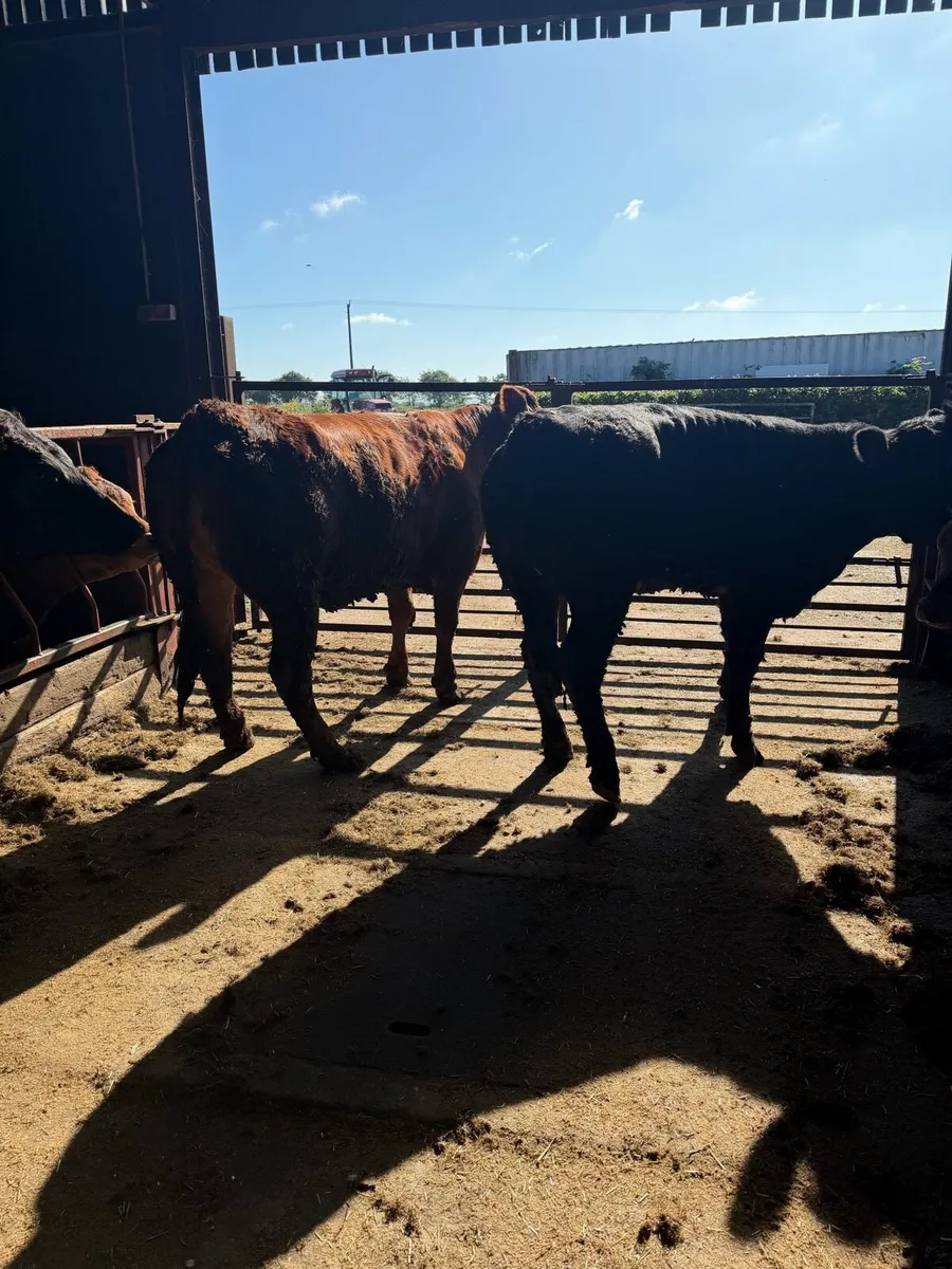 Breeding heifers - Image 2