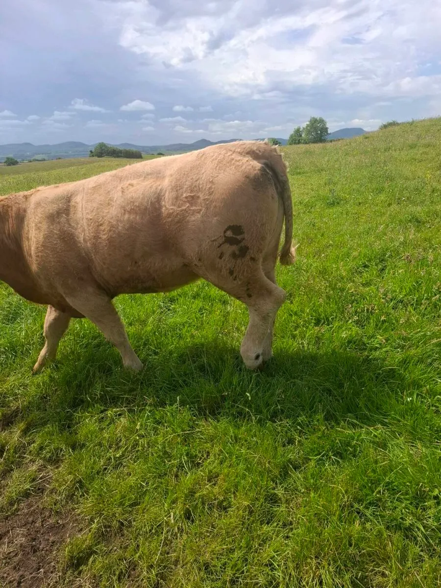 Heifers - Image 4