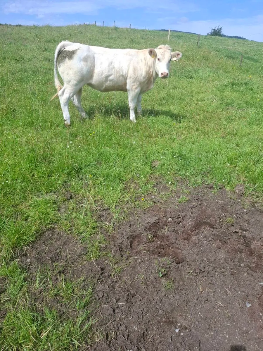 Heifers - Image 1