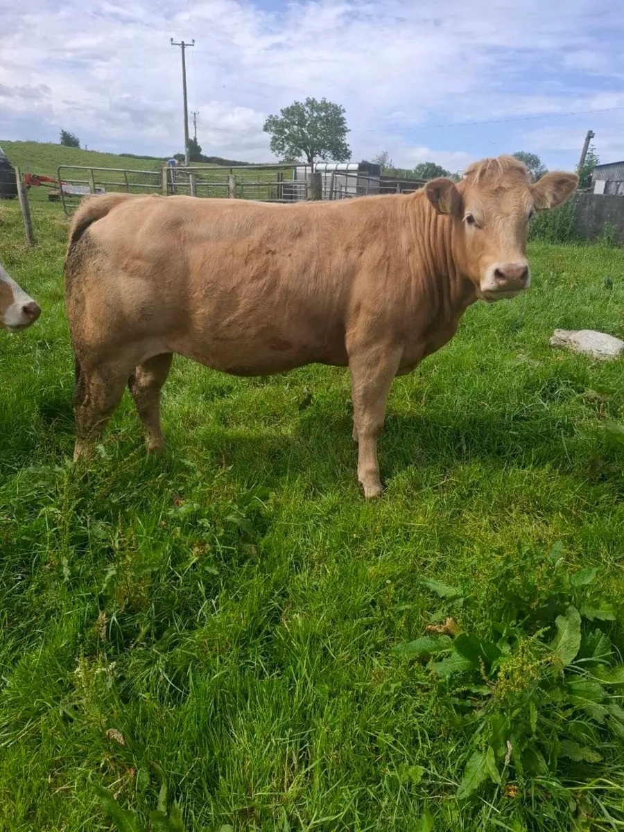 Heifers - Image 2