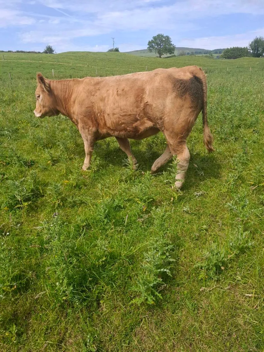 Heifers - Image 3