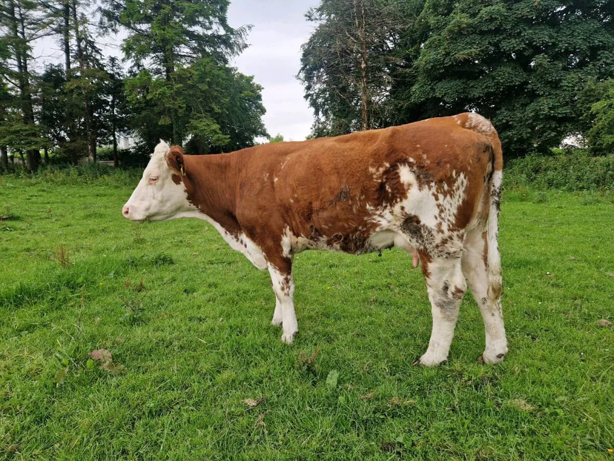 Foster Heifer - Image 1
