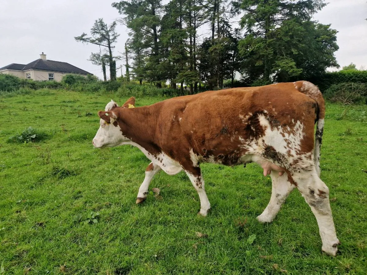 Foster Heifer - Image 2