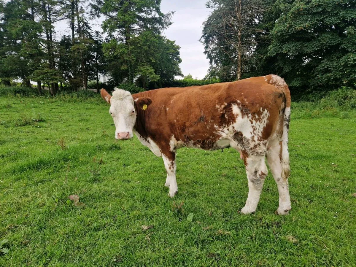 Foster Heifer - Image 4