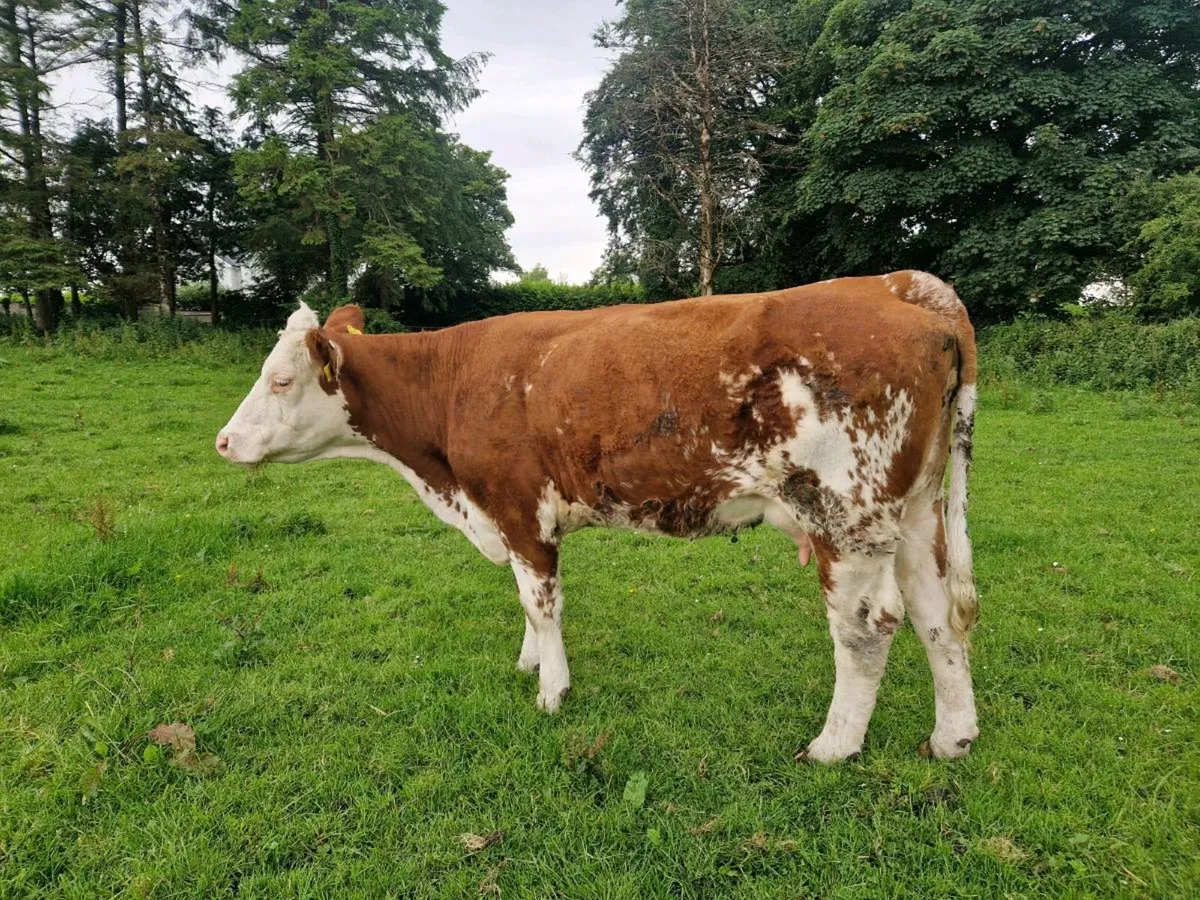 Foster Heifer - Image 3