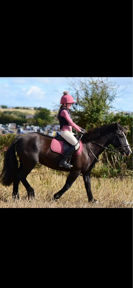 13’2 Cob - Image 2