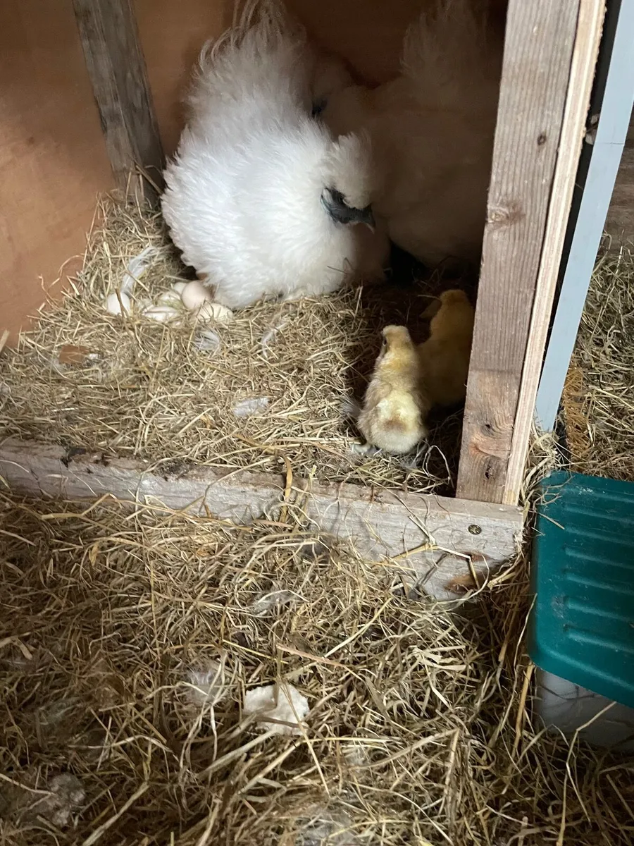 Silkie Hen with chicks, ducklings and rooster - Image 2