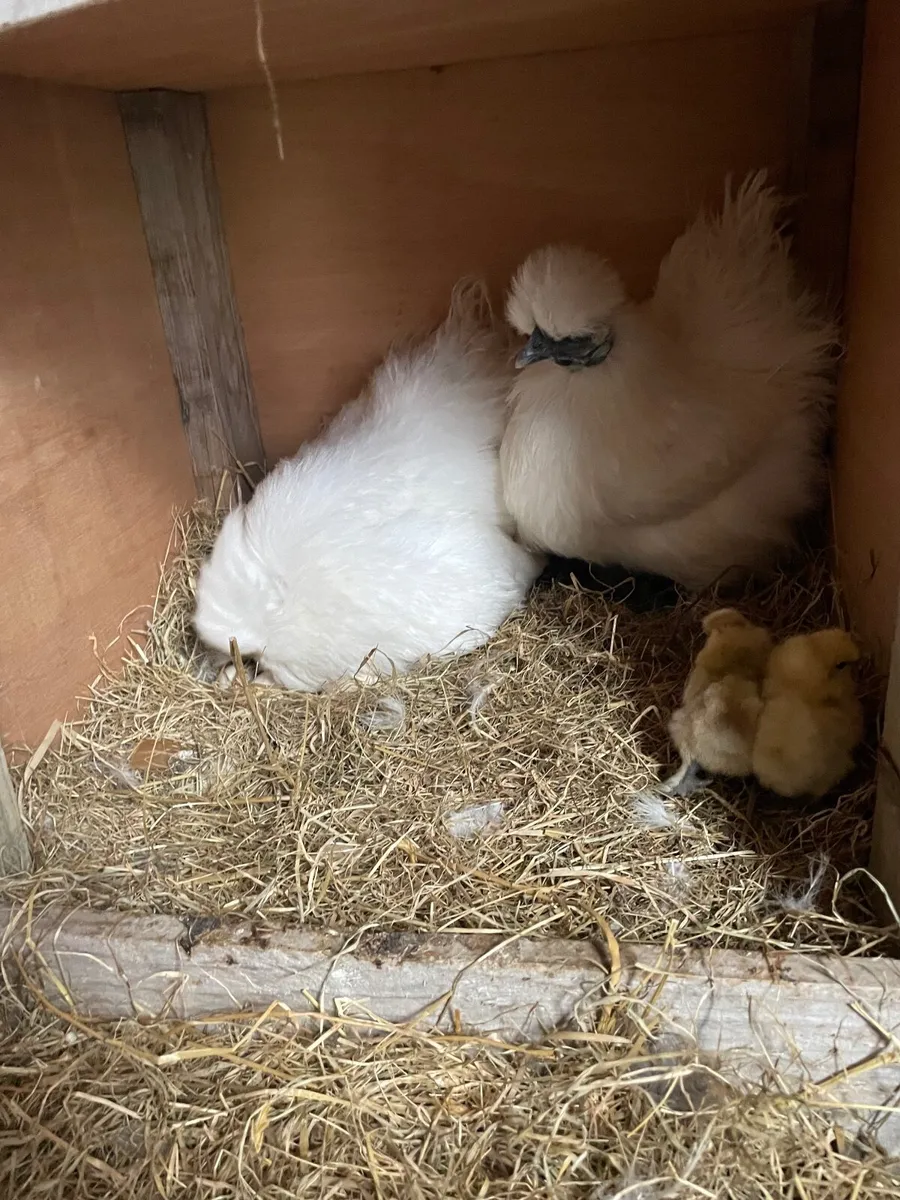 Silkie Hen with chicks, ducklings and rooster - Image 1