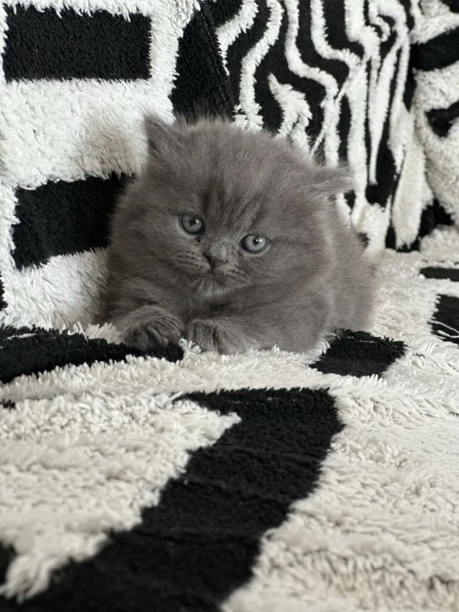 British longhair kittens - Image 1