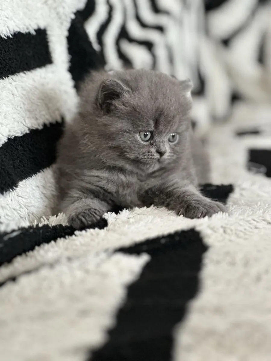 British longhair kittens - Image 2