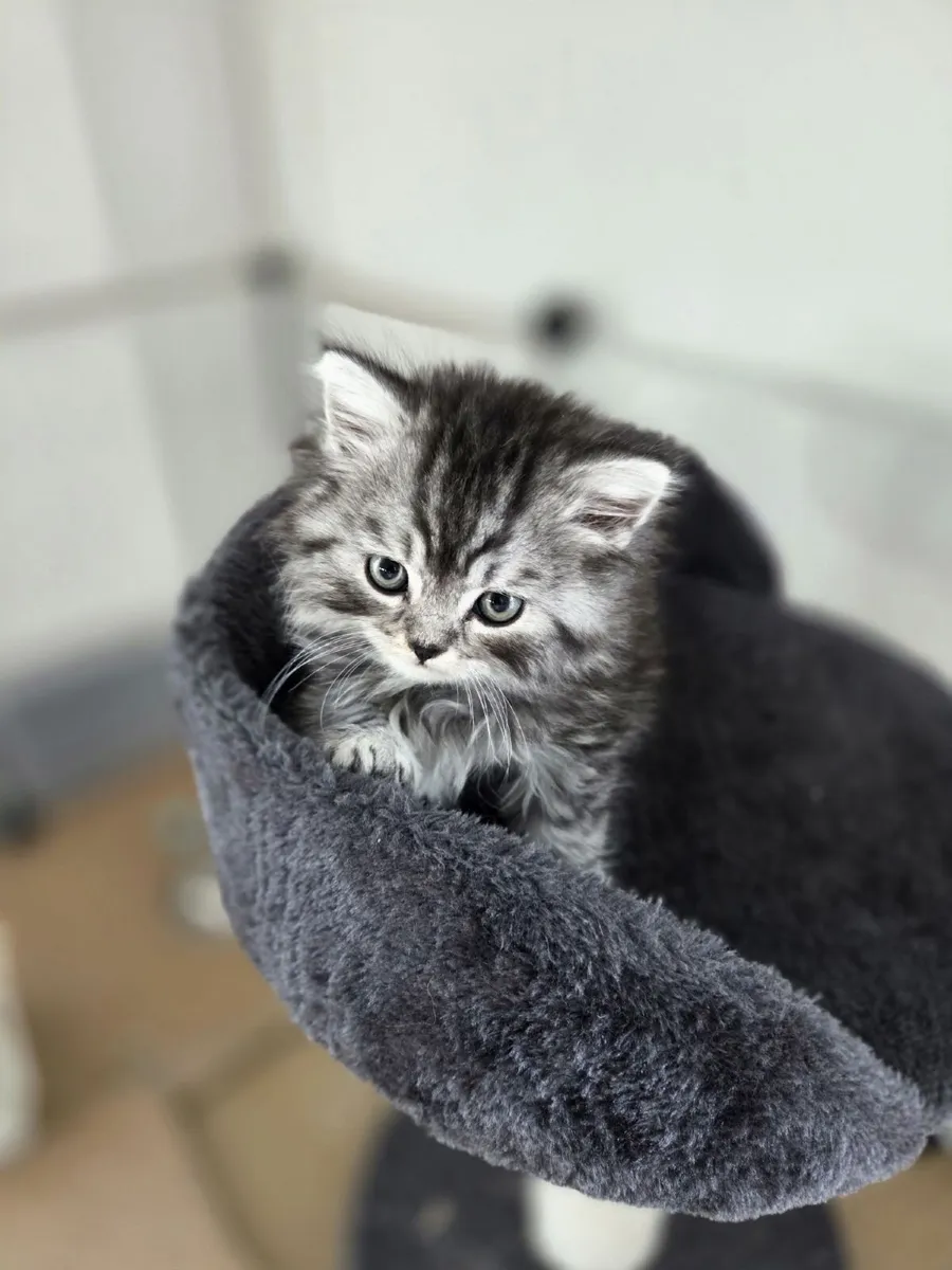 British longhair kittens - Image 3