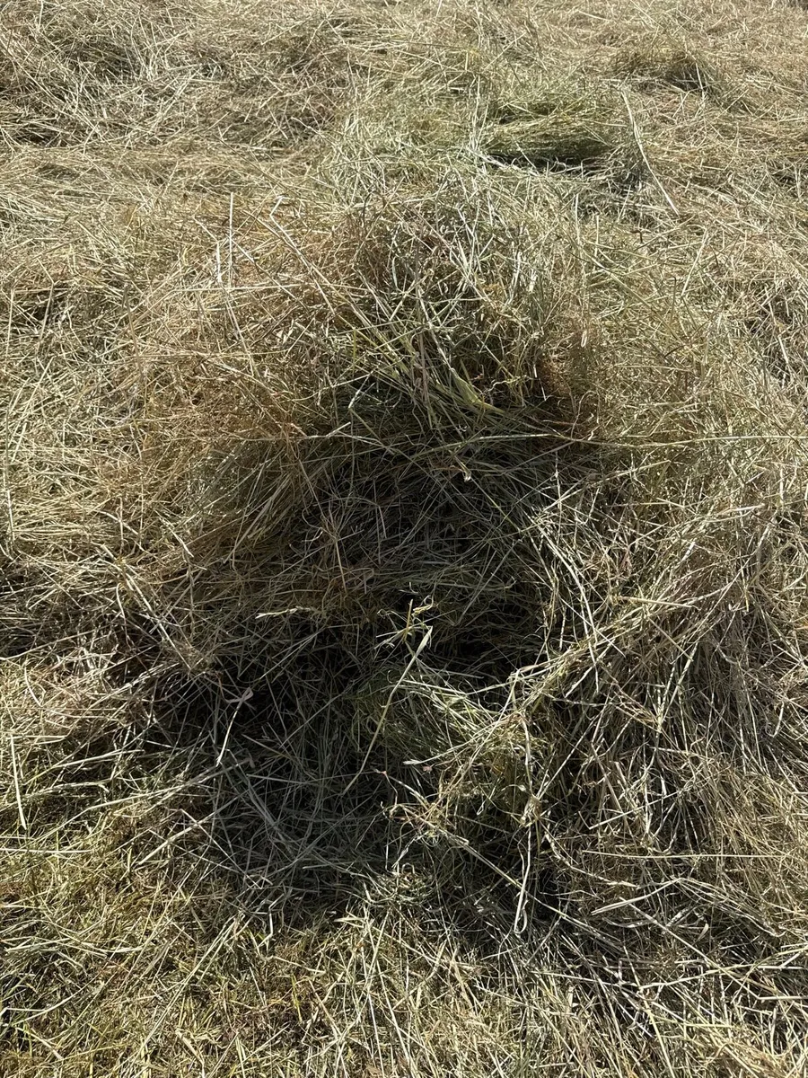 Hay for sale - Image 2