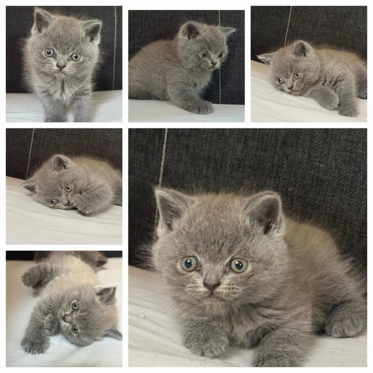 British longhair kittens - Image 4