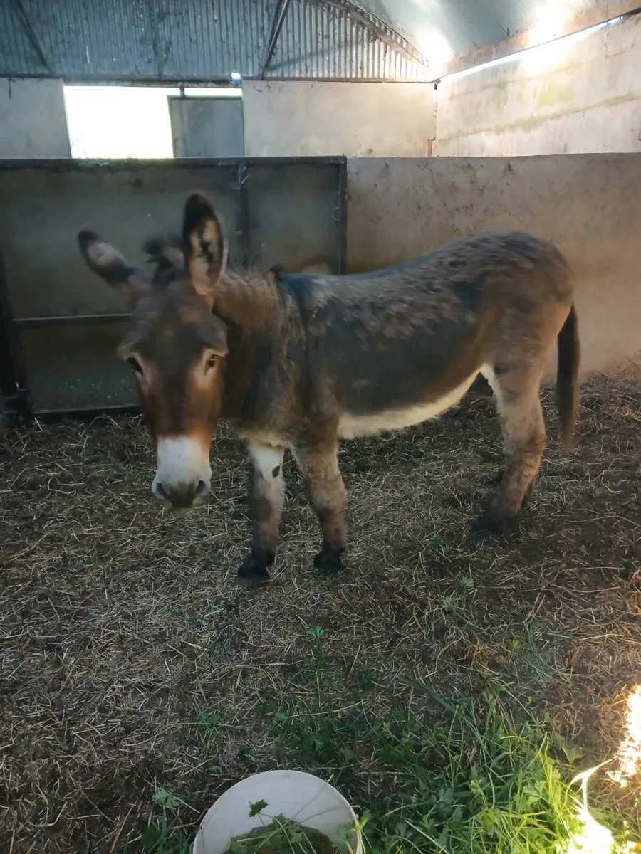 Male donkey - Image 1