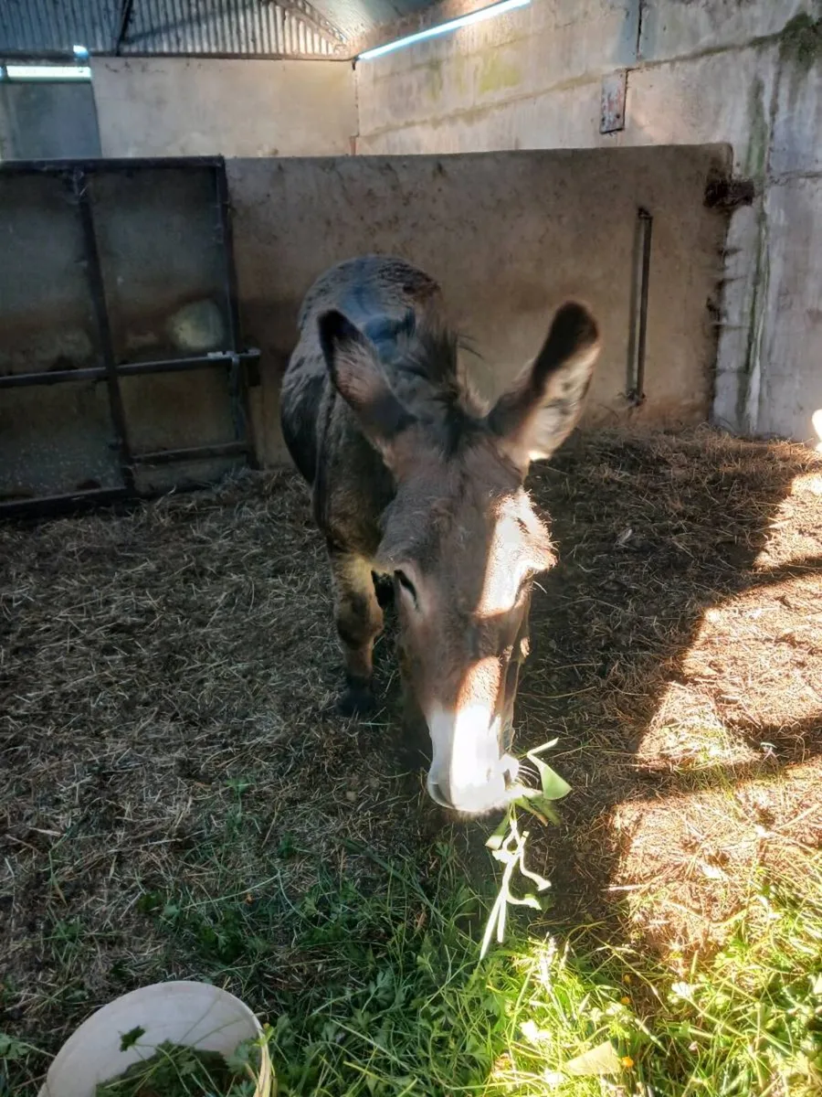 Male donkey - Image 2