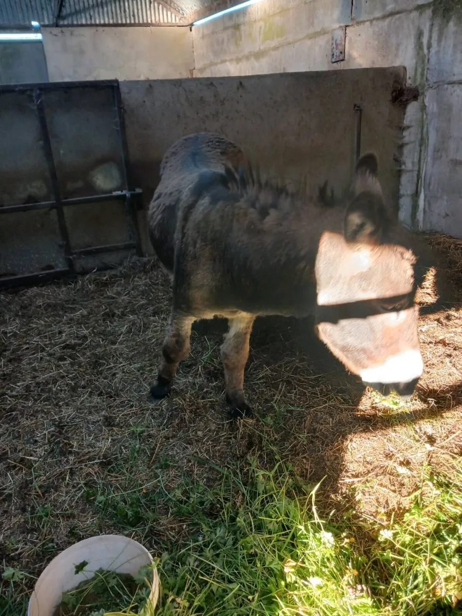 Male donkey - Image 3