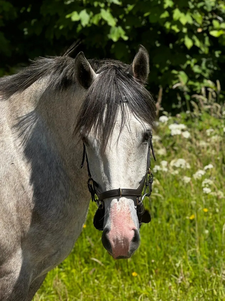 Eye catching Connemara XTB gelding - Image 3