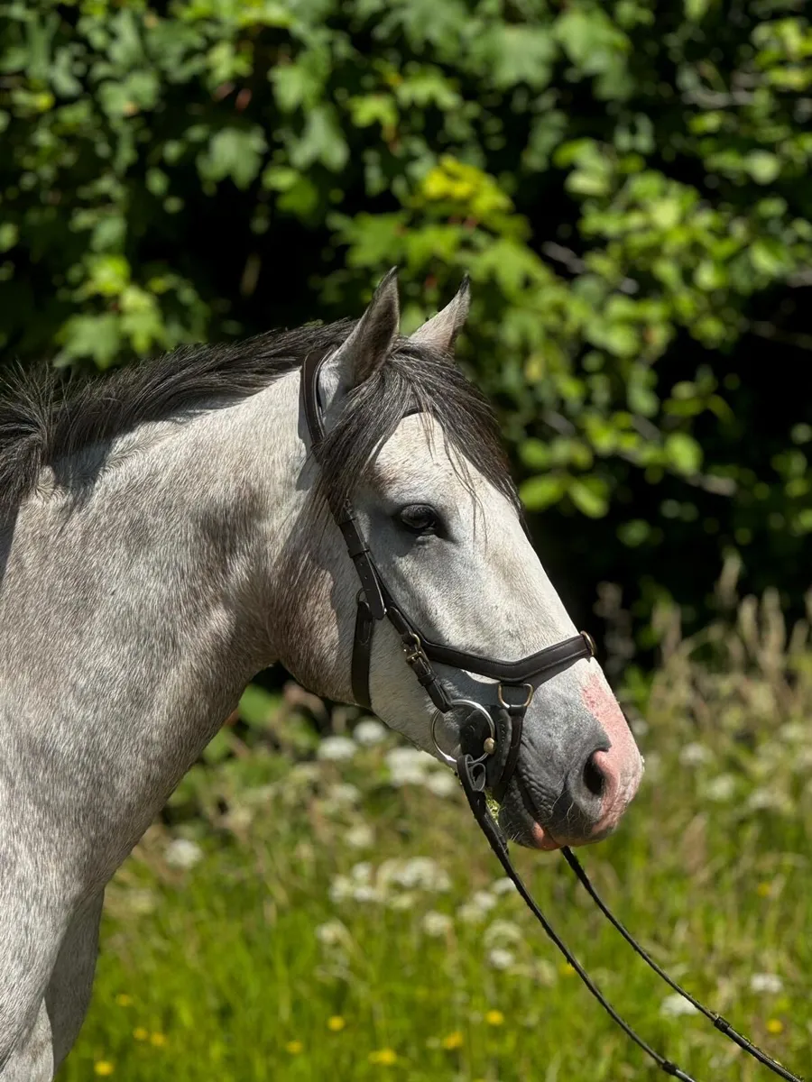 Eye catching Connemara XTB gelding - Image 4