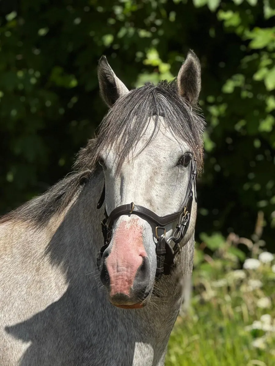 Eye catching Connemara XTB gelding - Image 1