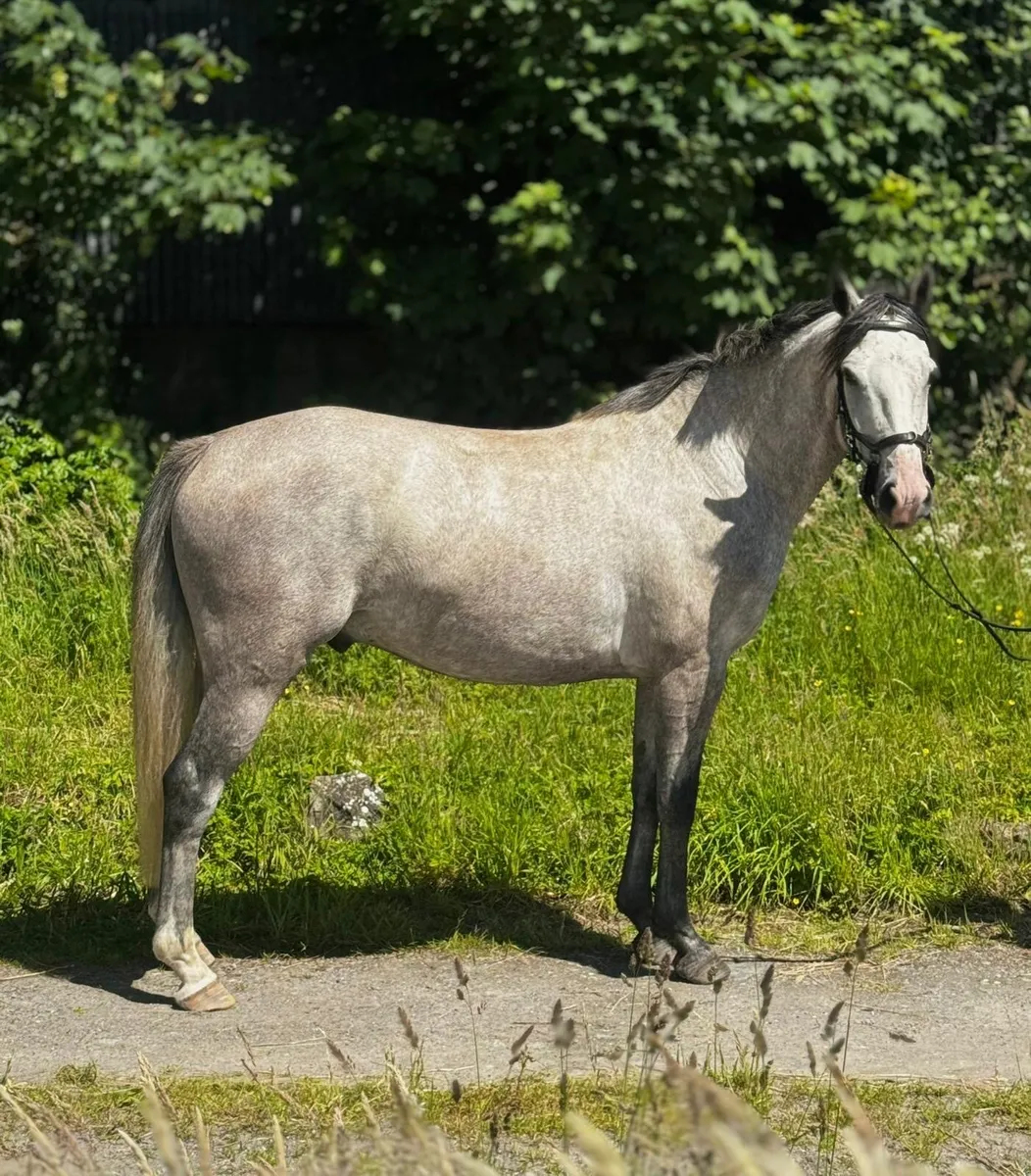 Eye catching Connemara XTB gelding - Image 2
