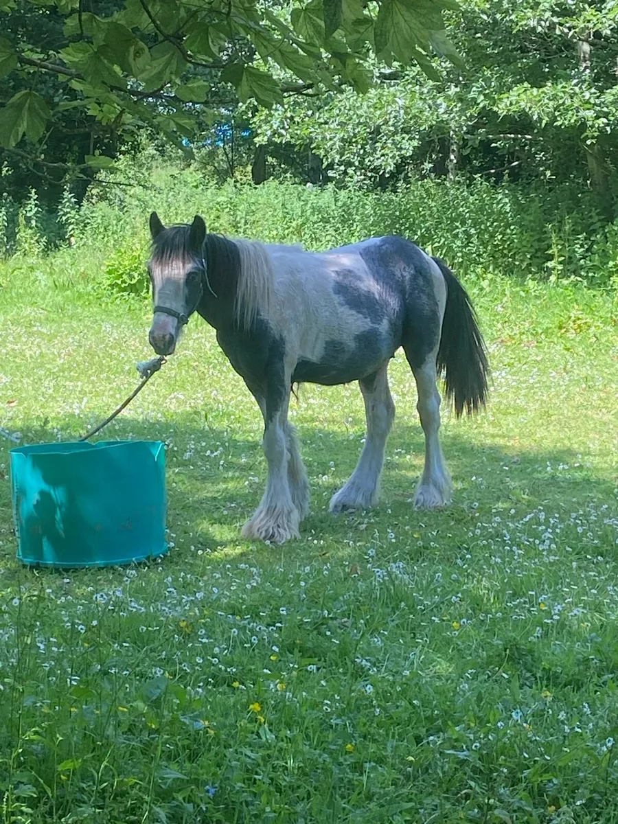 Blue and white colt 2 years old