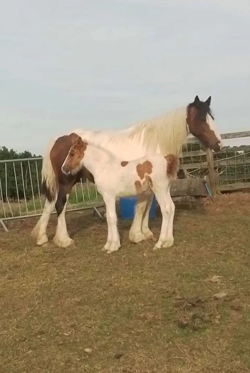 Mare and foal - Image 1