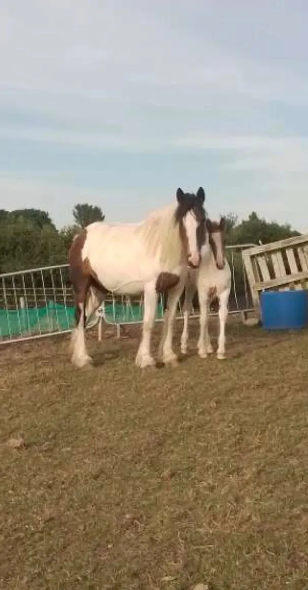 Mare and foal - Image 2