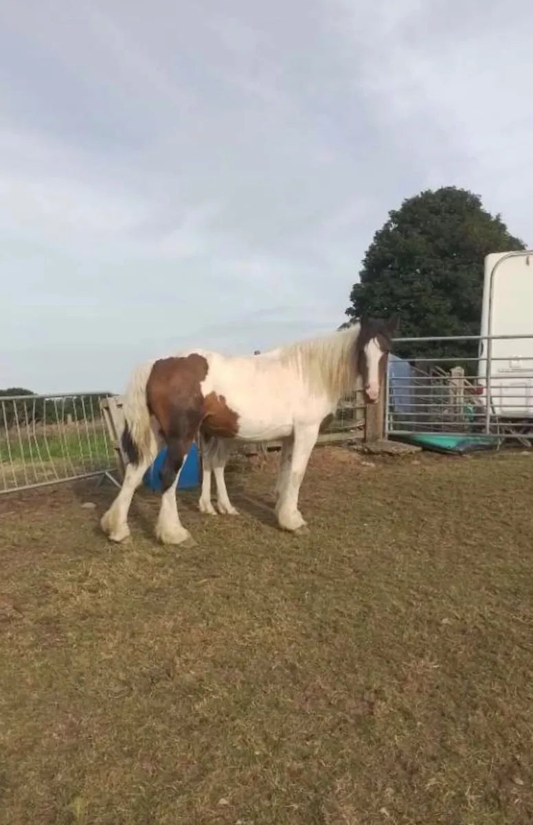 Mare and foal - Image 3