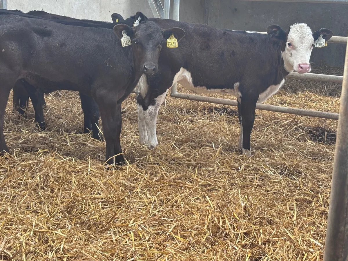 7 reared calves for sale @€460 - Image 3