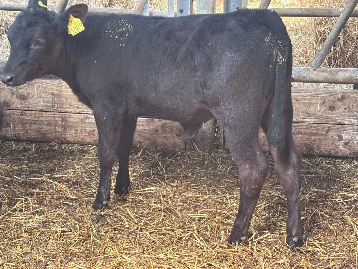 7 reared calves for sale @€460 - Image 4