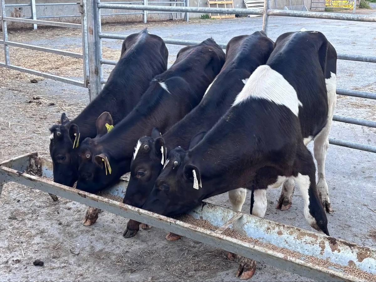 4 Freisan bull runners for sale - Image 2