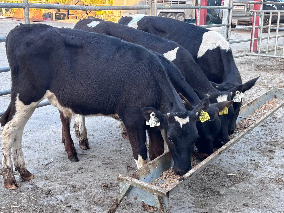 4 Freisan bull runners for sale - Image 3
