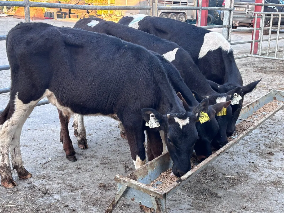4 Freisan bull runners for sale - Image 4