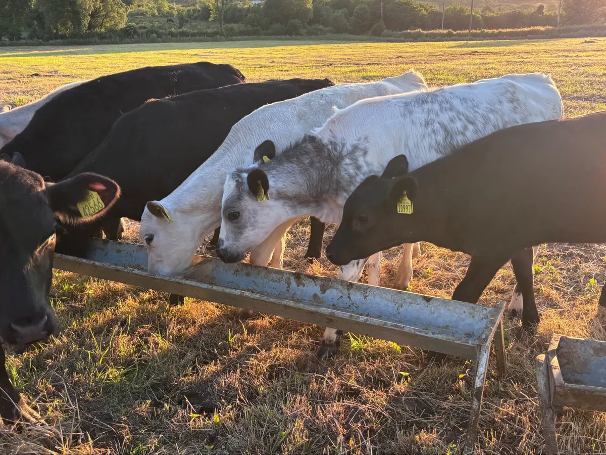 11 grass calves for sale - Image 2