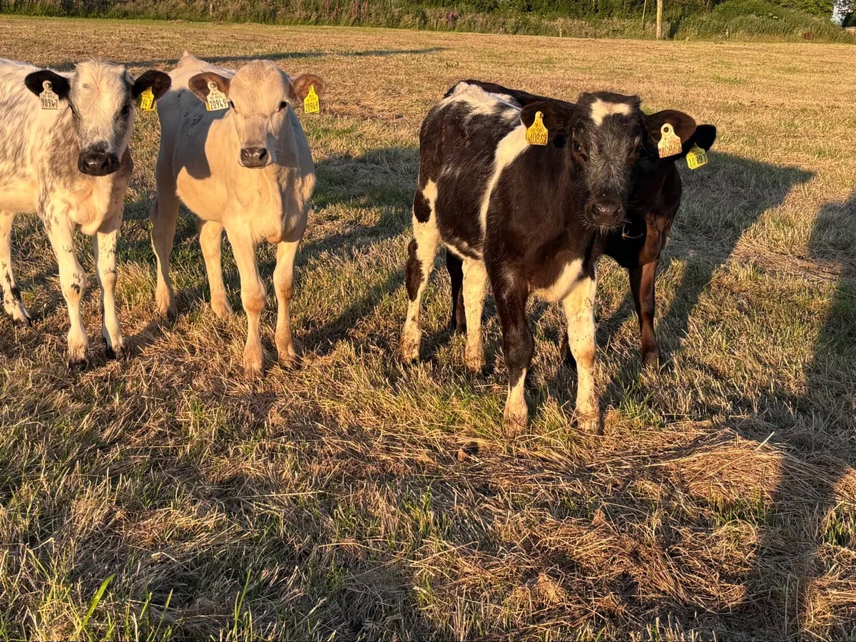 11 grass calves for sale - Image 3