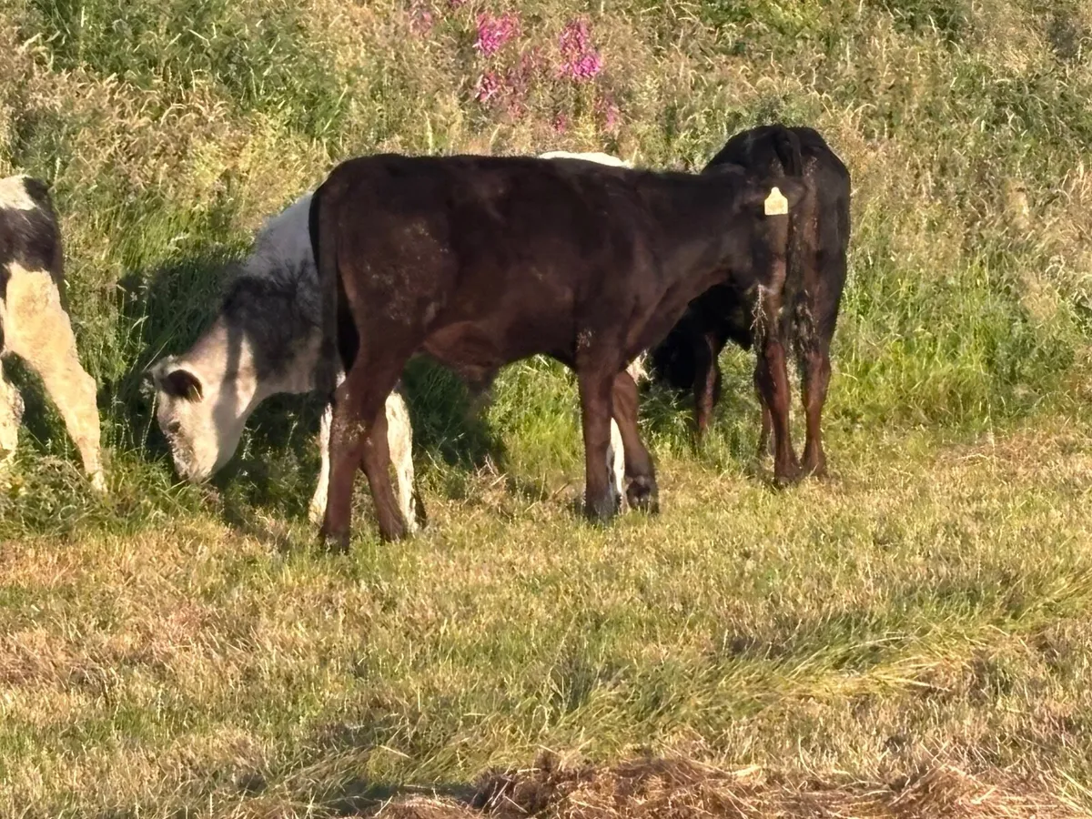 11 grass calves for sale - Image 4