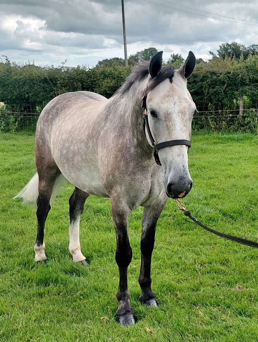 ***Handsome Cob *** - Image 1
