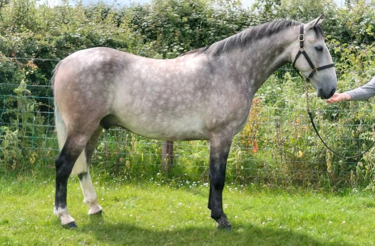 ***Handsome Cob *** - Image 3