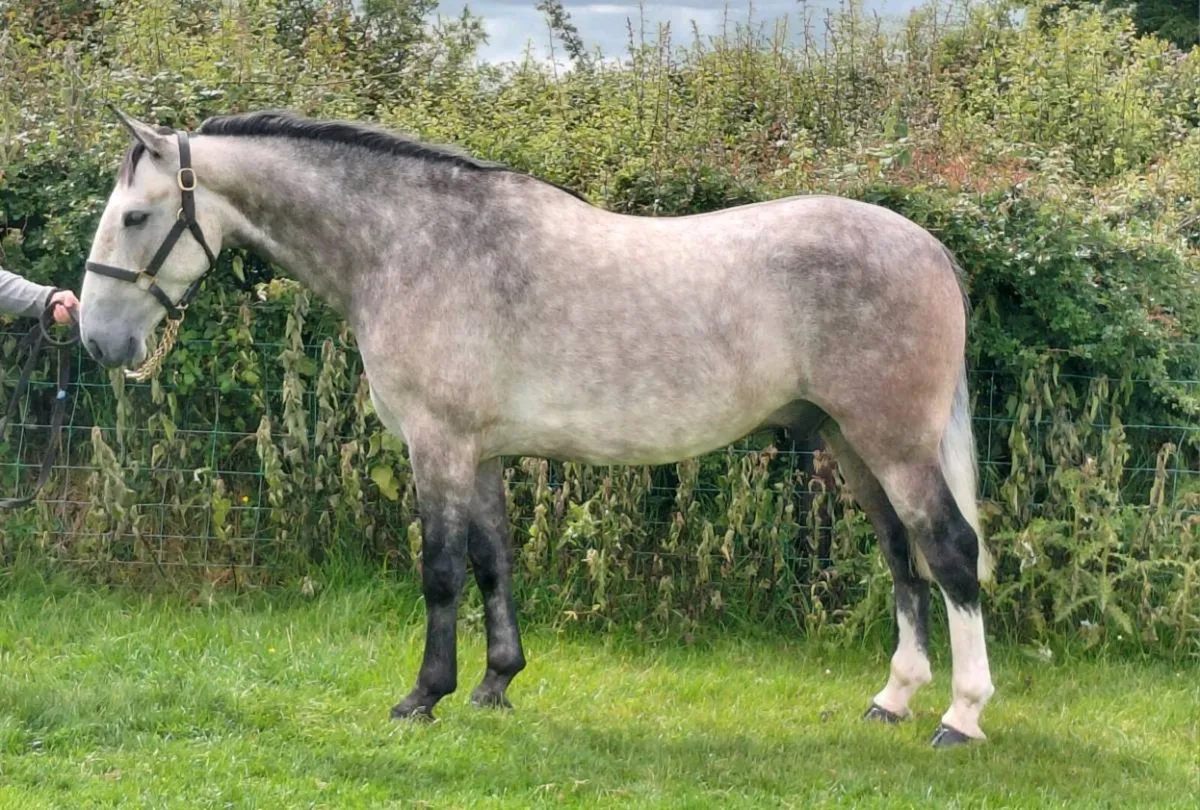***Handsome Cob *** - Image 4