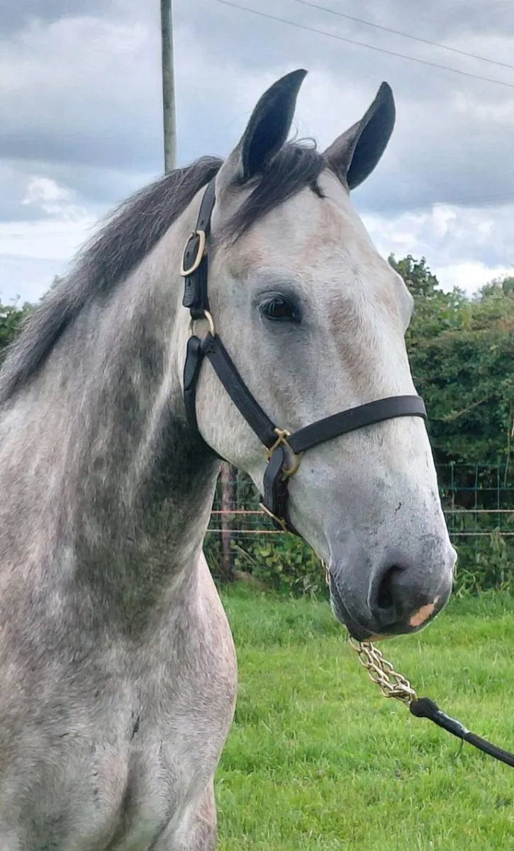 ***Handsome Cob *** - Image 2